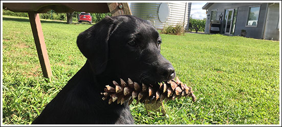 Joni Pine Cone